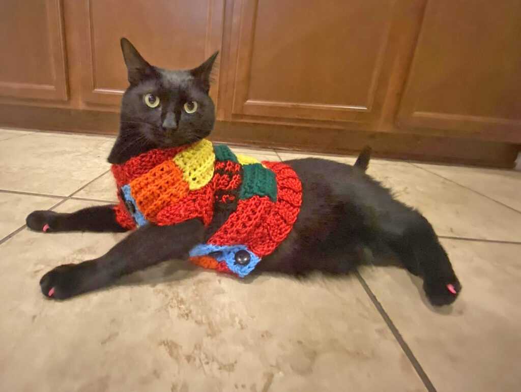 кот в свитере