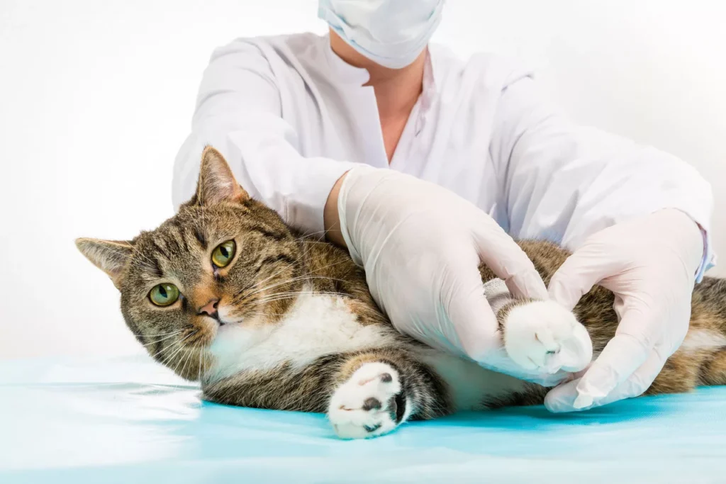 кошка на приеме у ветеринара