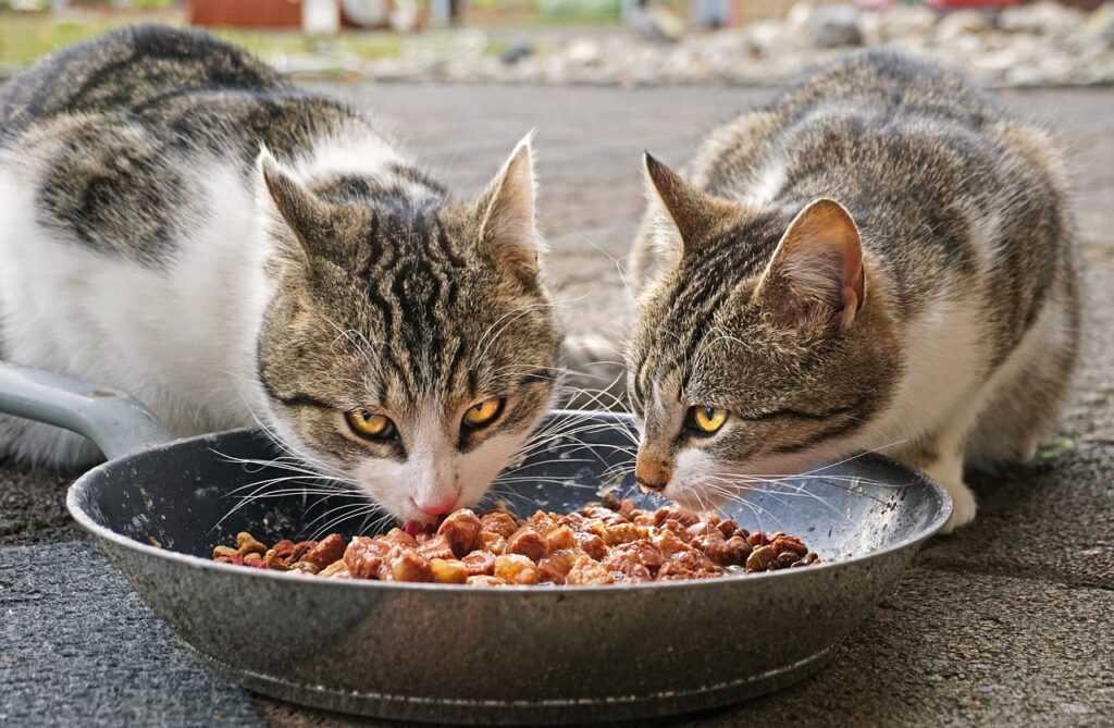 кошки едят корм уринари