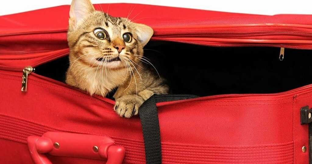 Куда девать кошку во время отпуска?