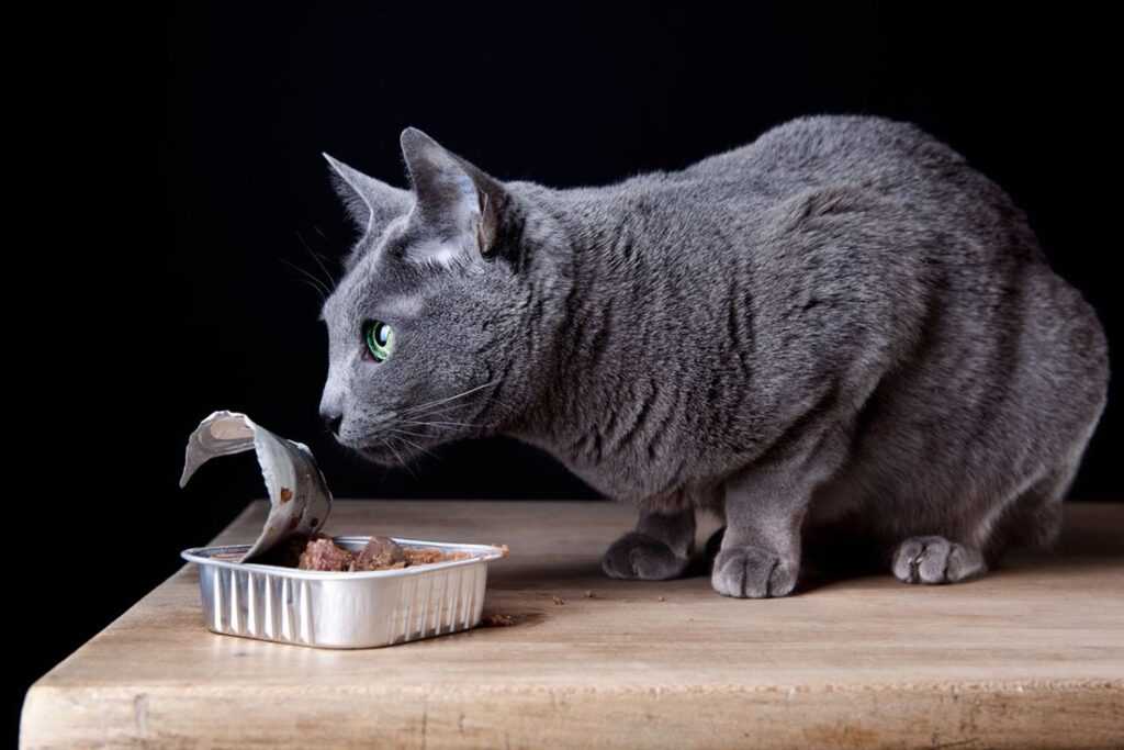 кошка ест концерву