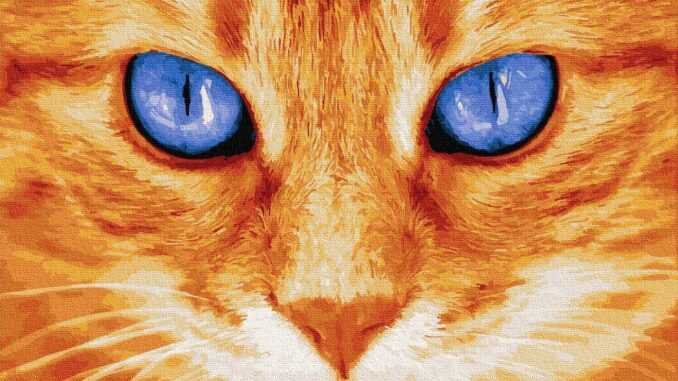 кошки меняется цвет глаз