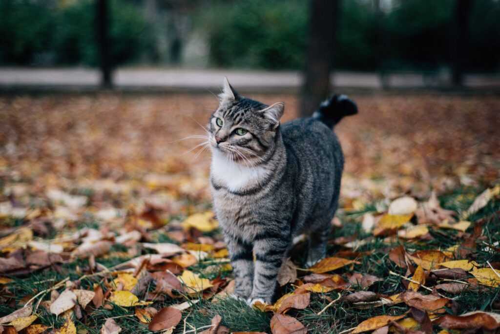 кот осенью