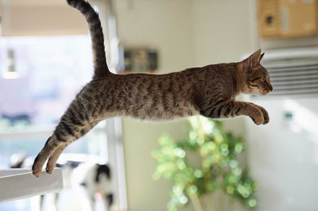 кошка прыгает