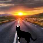 кошка на фоне заката
