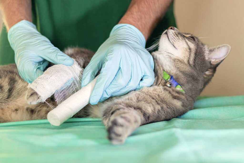 Лечение вывиха надколенника у кошек