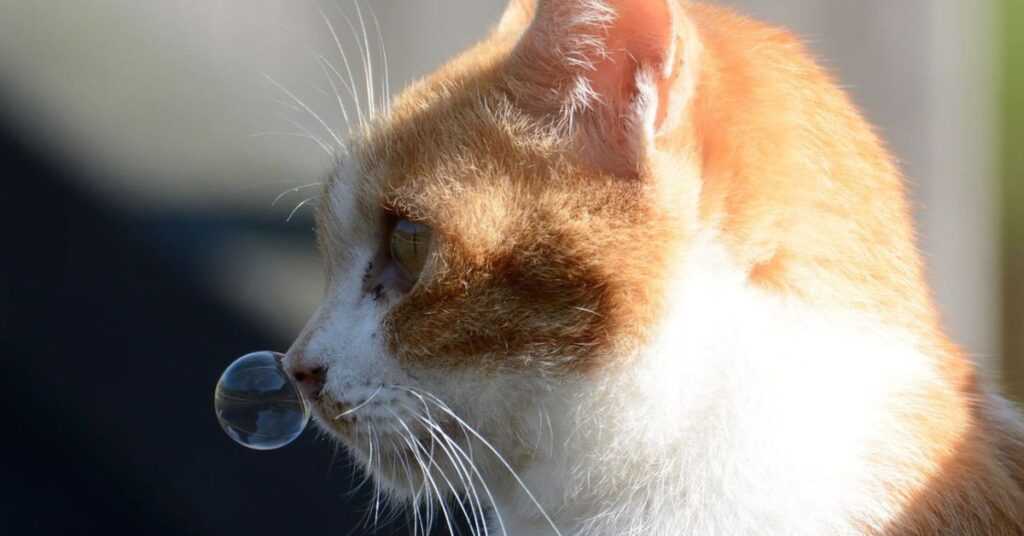 Насморк у кошек и чихание чем лечить?