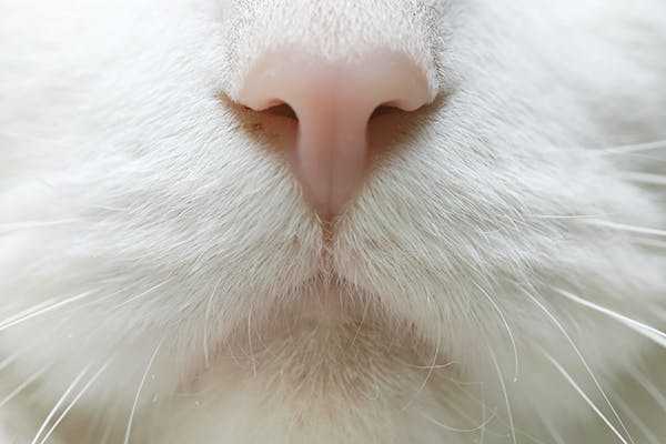 бледный нос кота