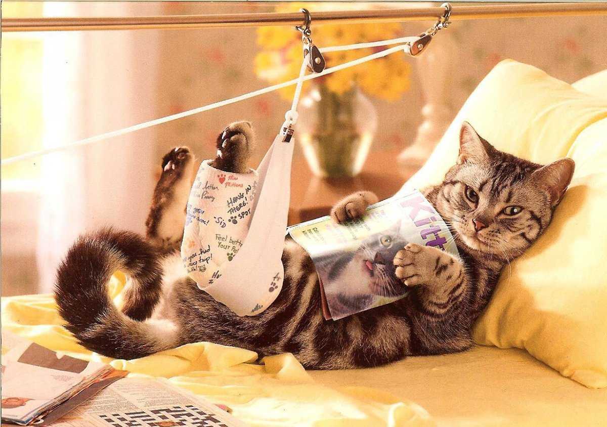 Чем кормить кота с мочекаменной болезнью кроме корма?