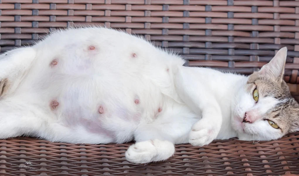 беременная белая кошка
