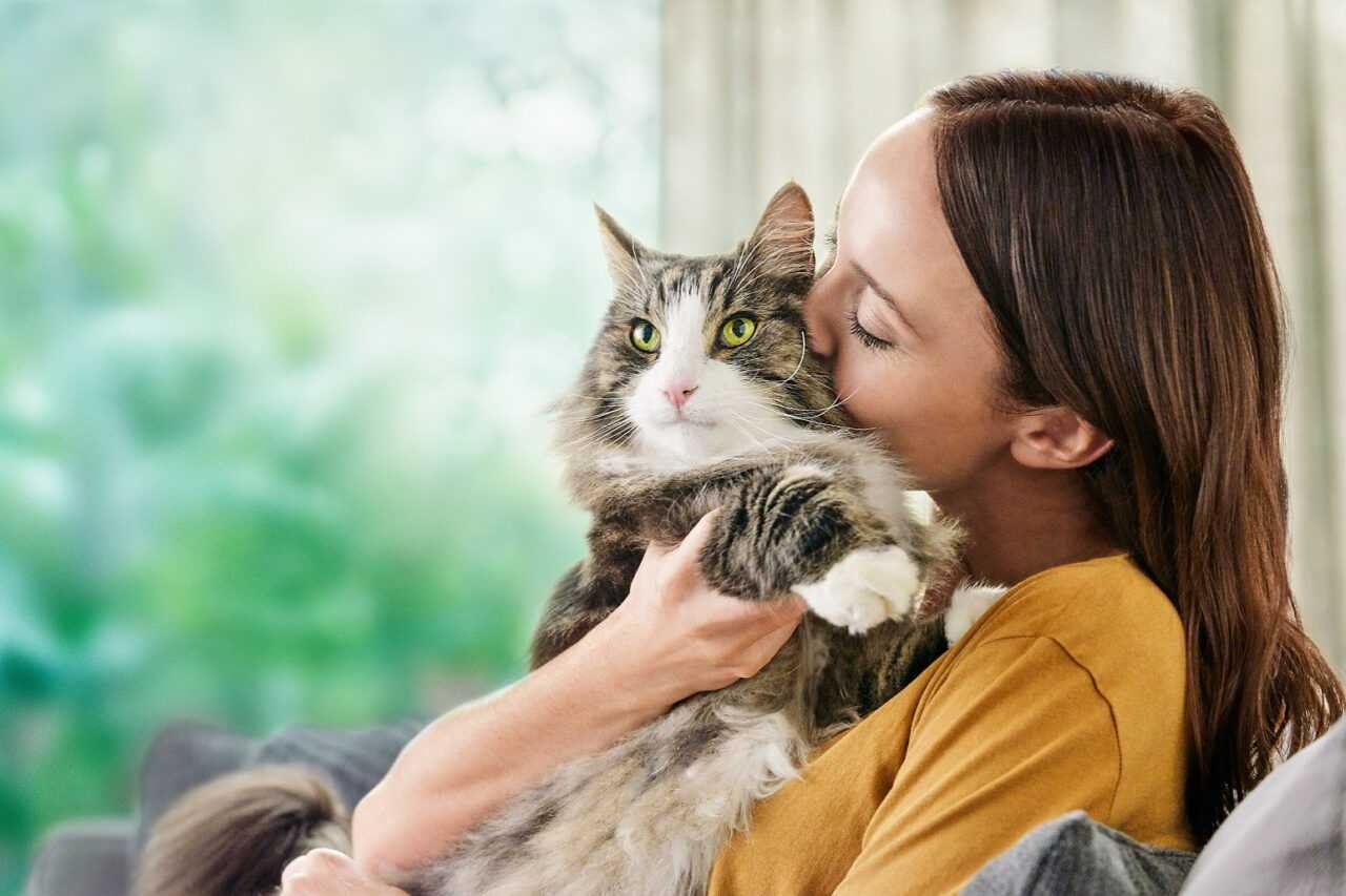 Чем кормить кота с аллергией? Все про выбор корма