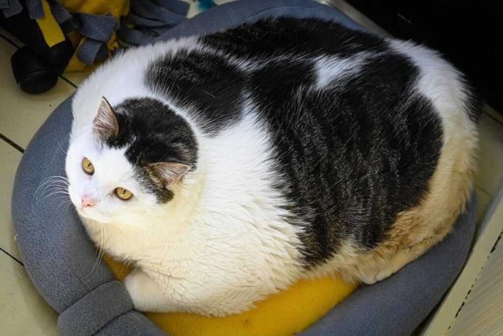 кота при ожирении