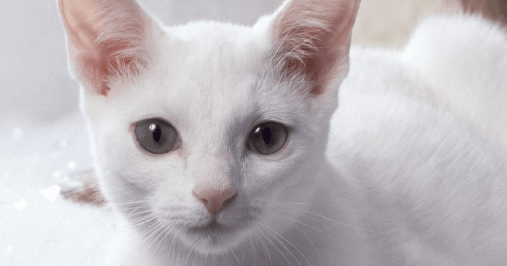 кот с белым носом