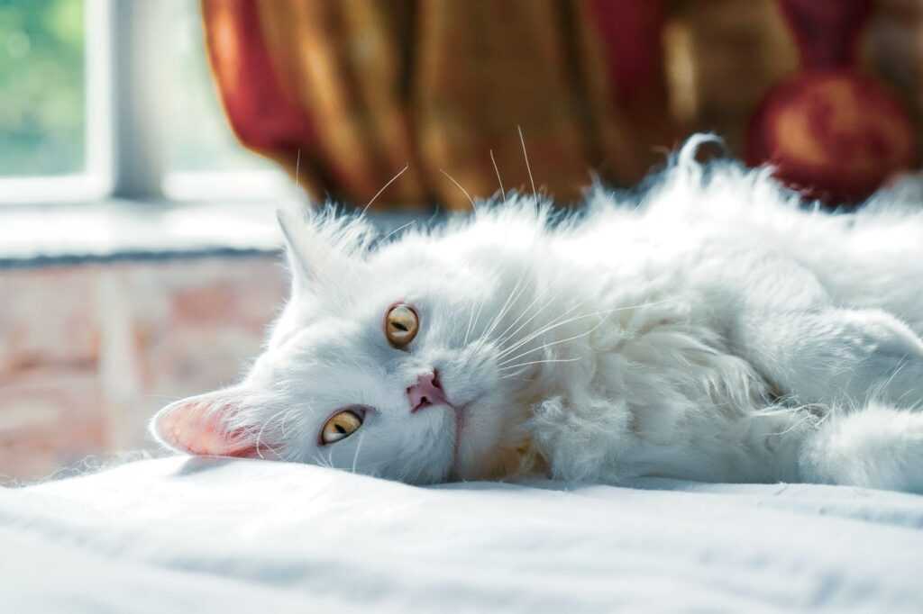 белый кот лежит