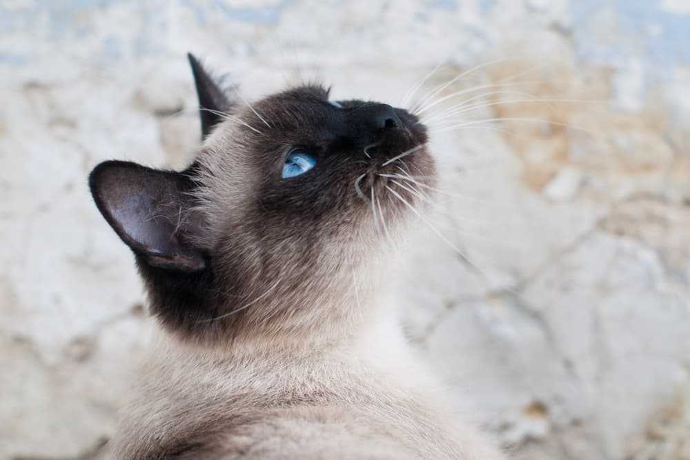 сиамская кошка смотрит вверх