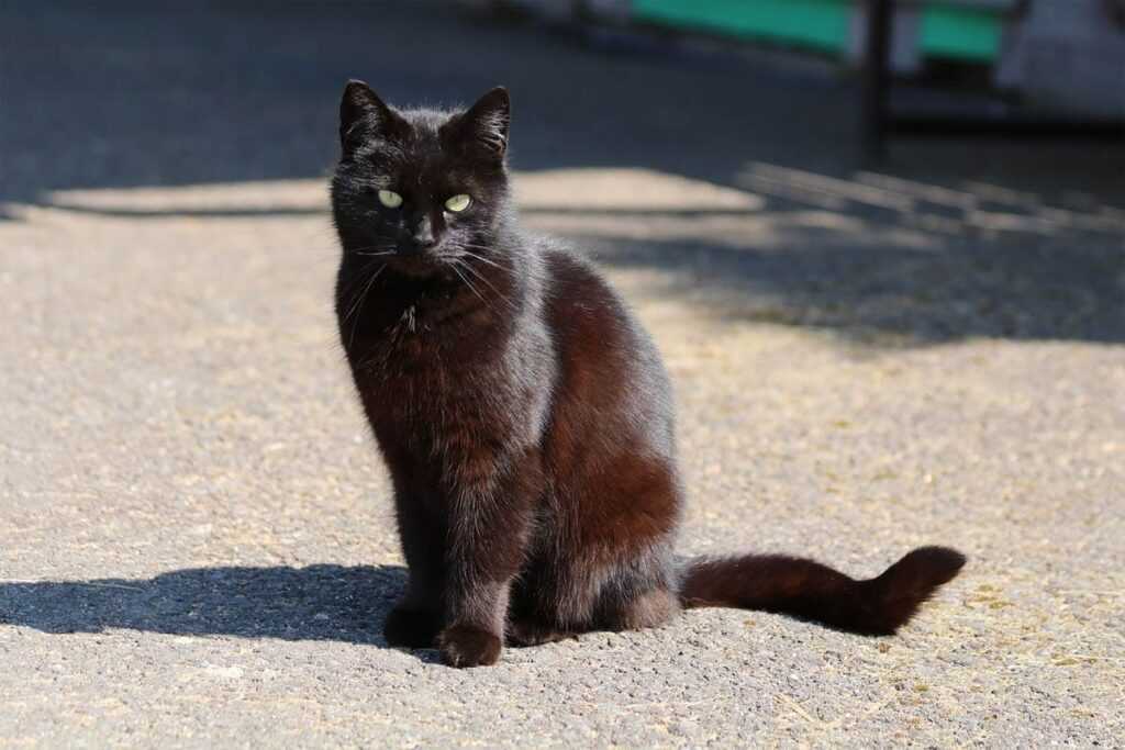 черный котик