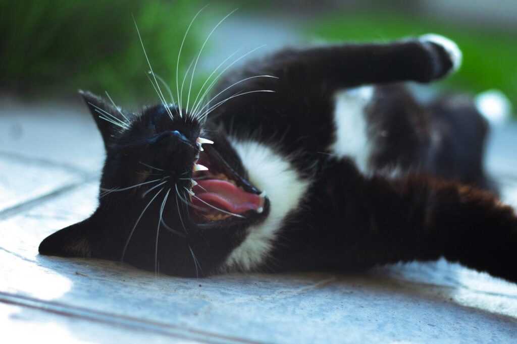 припадок у черно-белого кота