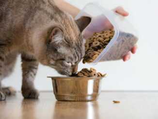 как сделать сухой корм для кошек в домашних условиях?