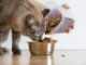Как сделать сухой корм для кошек в домашних условиях?