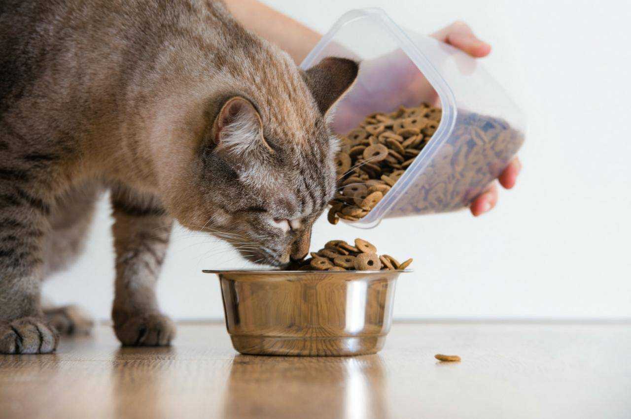 Как сделать, чтобы кот ел сухой корм?