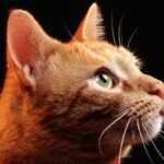 Лимфаденопатия у кота что это?