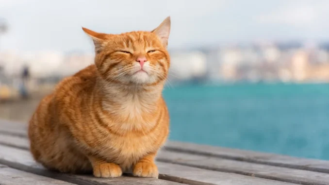 кот на солнышке