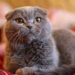Какие проблемы со здоровьем у шотландских вислоухих кошек?