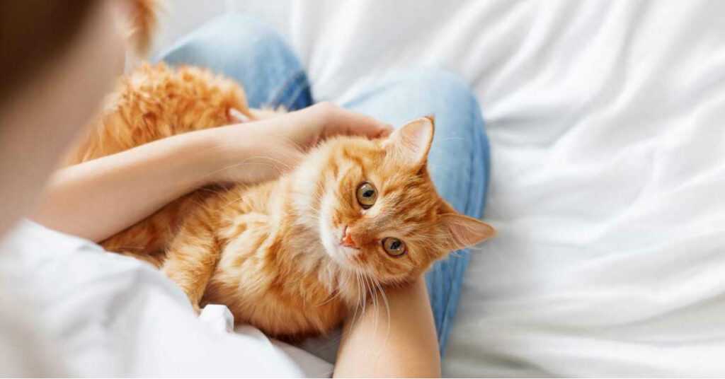 Почему кошки мнут лапами человека и выпускают когти?