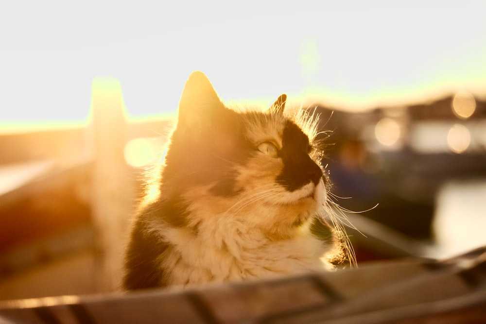 кот в солнечных лучах