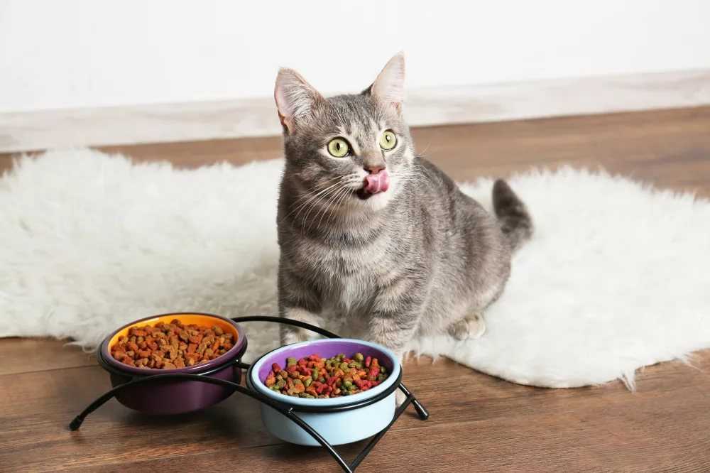Как сделать сухой корм для кошек в домашних условиях?