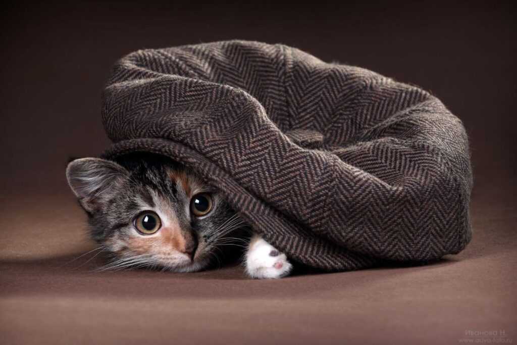Почему кошка прячет котят в другое место?