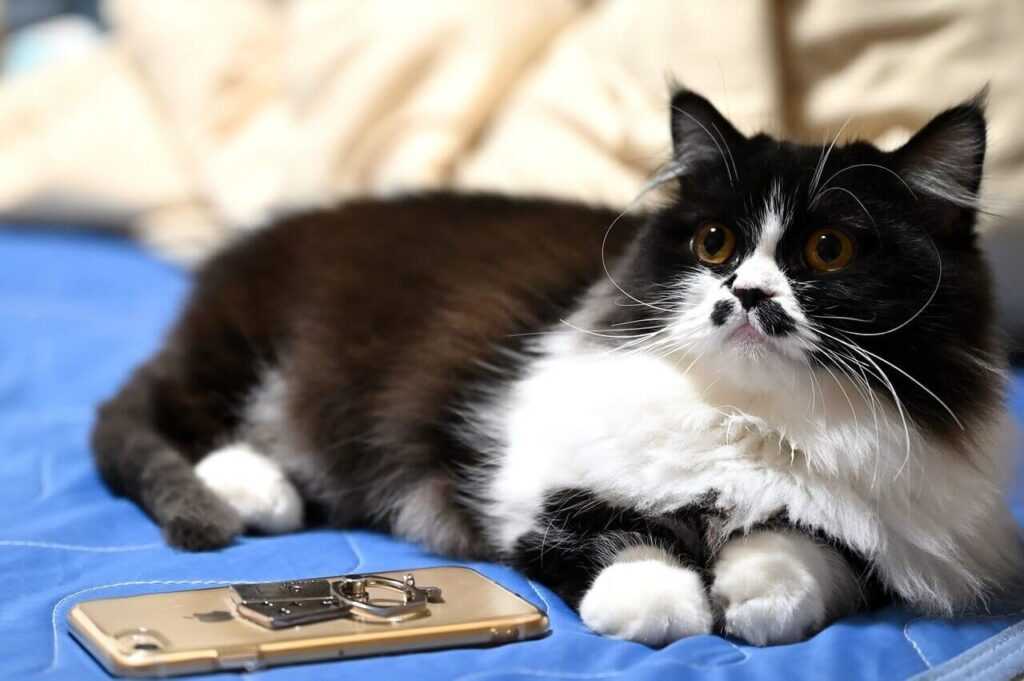 кошка Наполеон