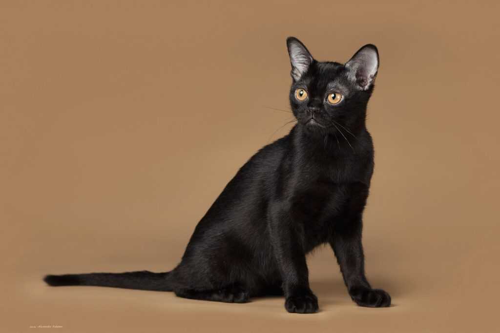 порода кошек Бомбейская кошка