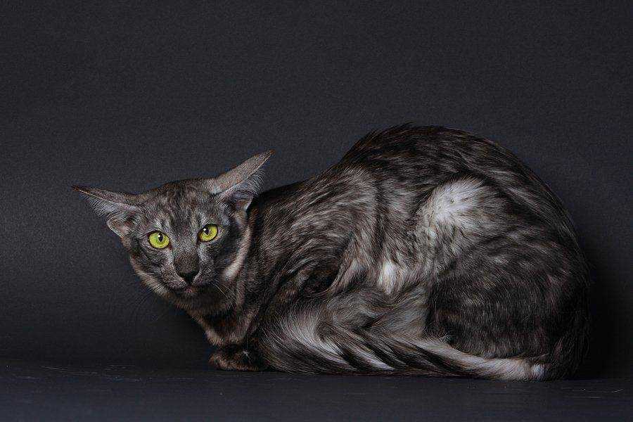 Порода кошек Ориентальная длинношёрстная