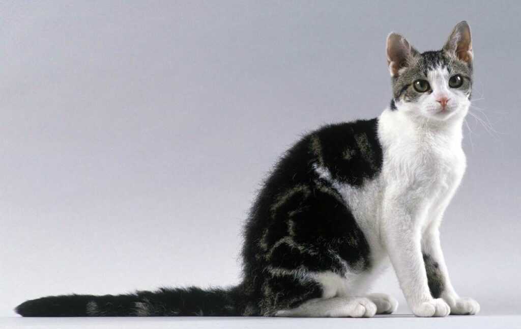 Американская жесткошёрстная кошка: Изящество, уникальность и дружелюбие