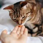 Тиамин для кошек (витамин B1)
