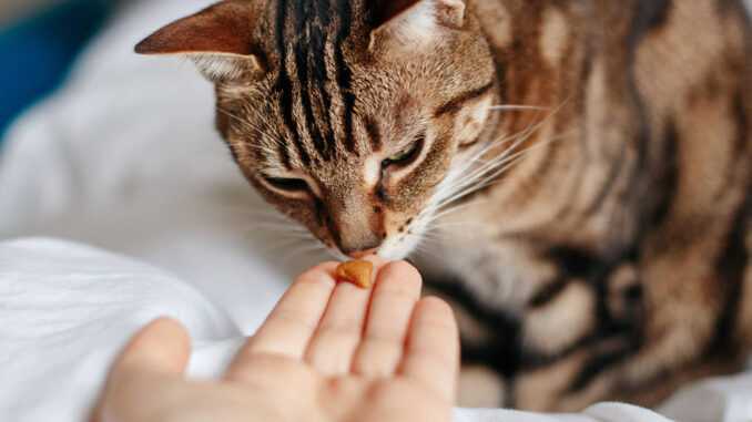 Тиамин для кошек (витамин B1)