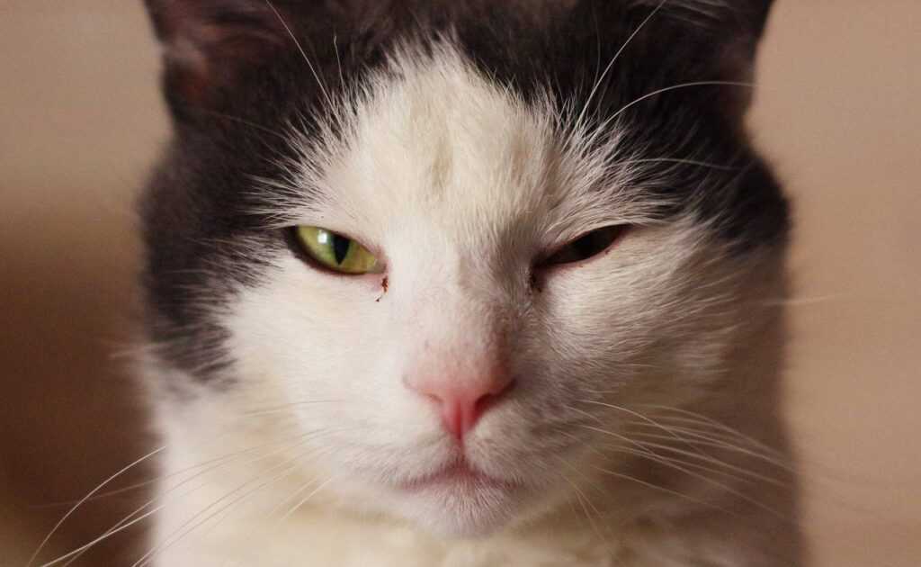 Почему у кошки слезится один глаз?