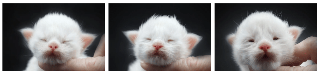 белые котята мейн-куна