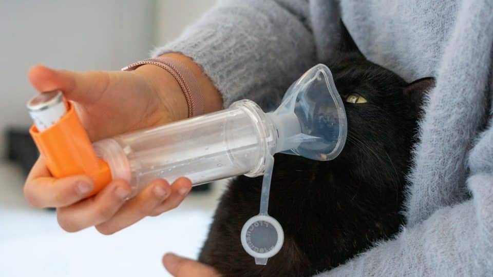 кот с ингалятором от астмы