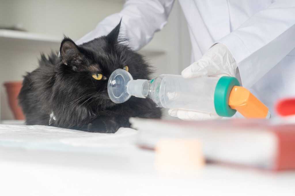 лечение астмы у кошек