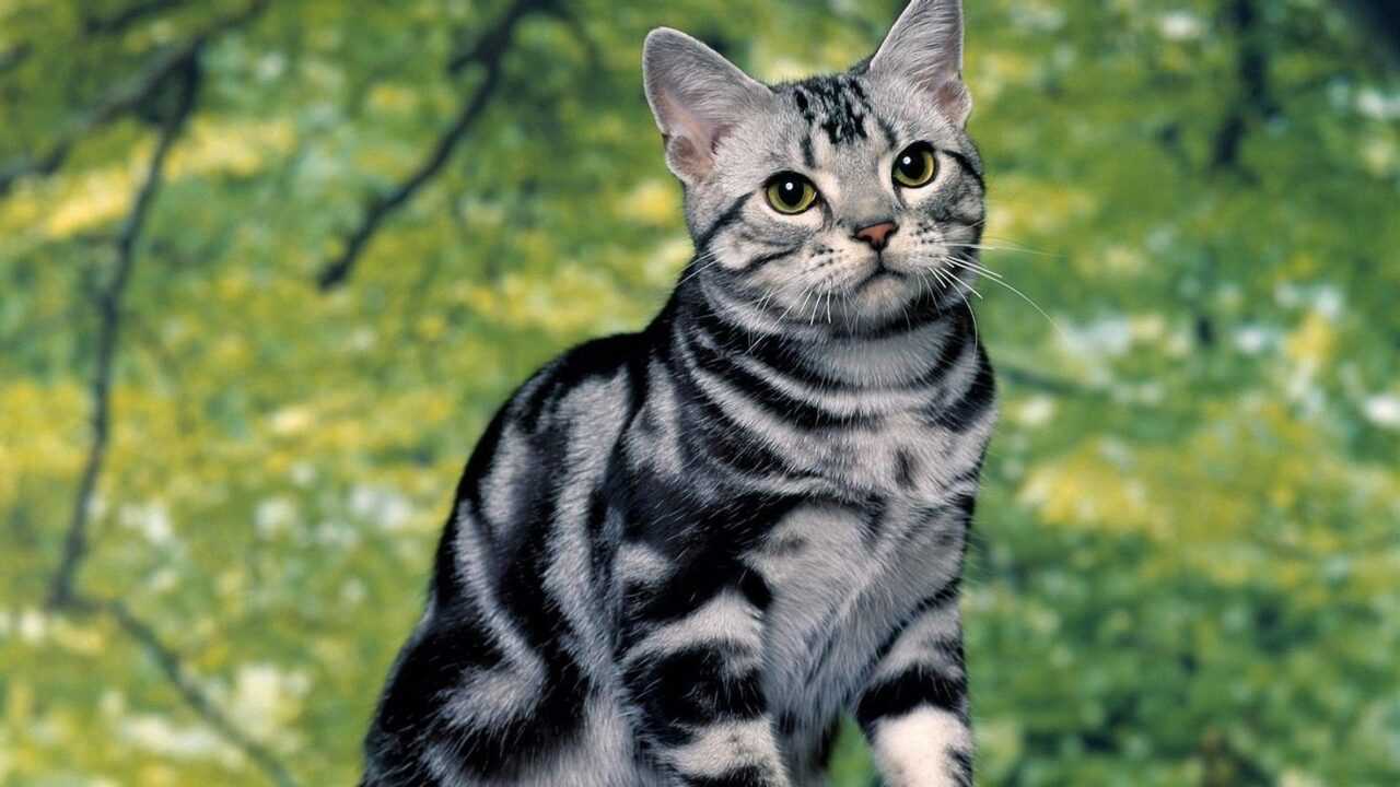 Чем лучше кормить котенка? | KOTE.info