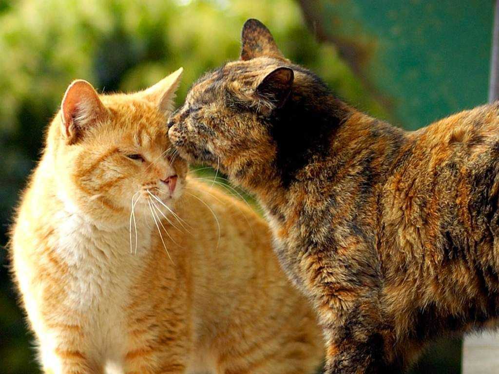 Насморк у кошки чем лечить и чихает?