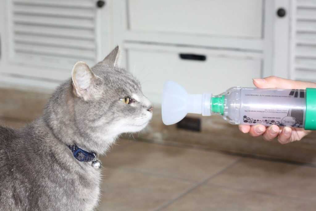 астма у кошек
