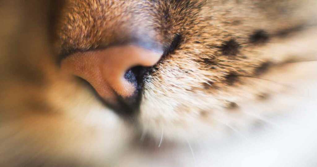 кошачий нос