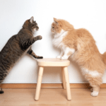 кошка нападает на кота после вязки