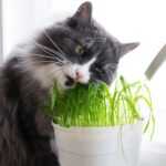 Почему кот ест землю из цветочного горшка?