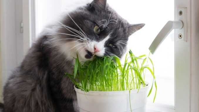 Почему кот ест землю из цветочного горшка? | KOTE.info
