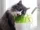 Почему кот ест землю из цветочного горшка?