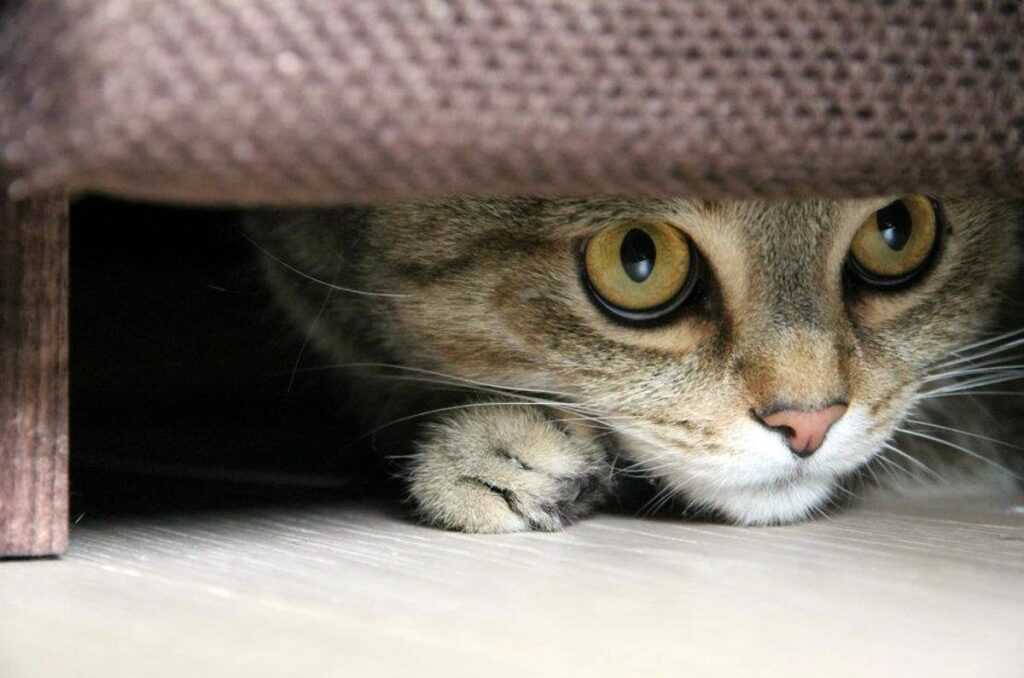 Почему кошка прячет котят в другое место?
